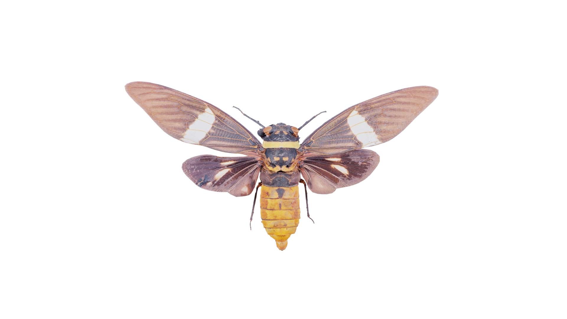 Tosena Fasciata Sumatra Remastered model https://p.turbosquid.com/ts-thumb/YW/ImM16c/7O/tosena_fasciata_sumatra_00/jpg/1740083787/1920x1080/fit_q87/0d557133e24e7af636a809249c142dfa4f2cfb3f/tosena_fasciata_sumatra_00.jpg