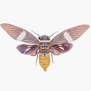 Tosena Fasciata Sumatra Remastered model