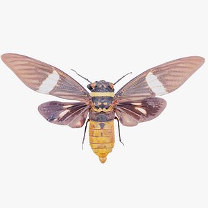 Tosena Fasciata Sumatra Remastered
