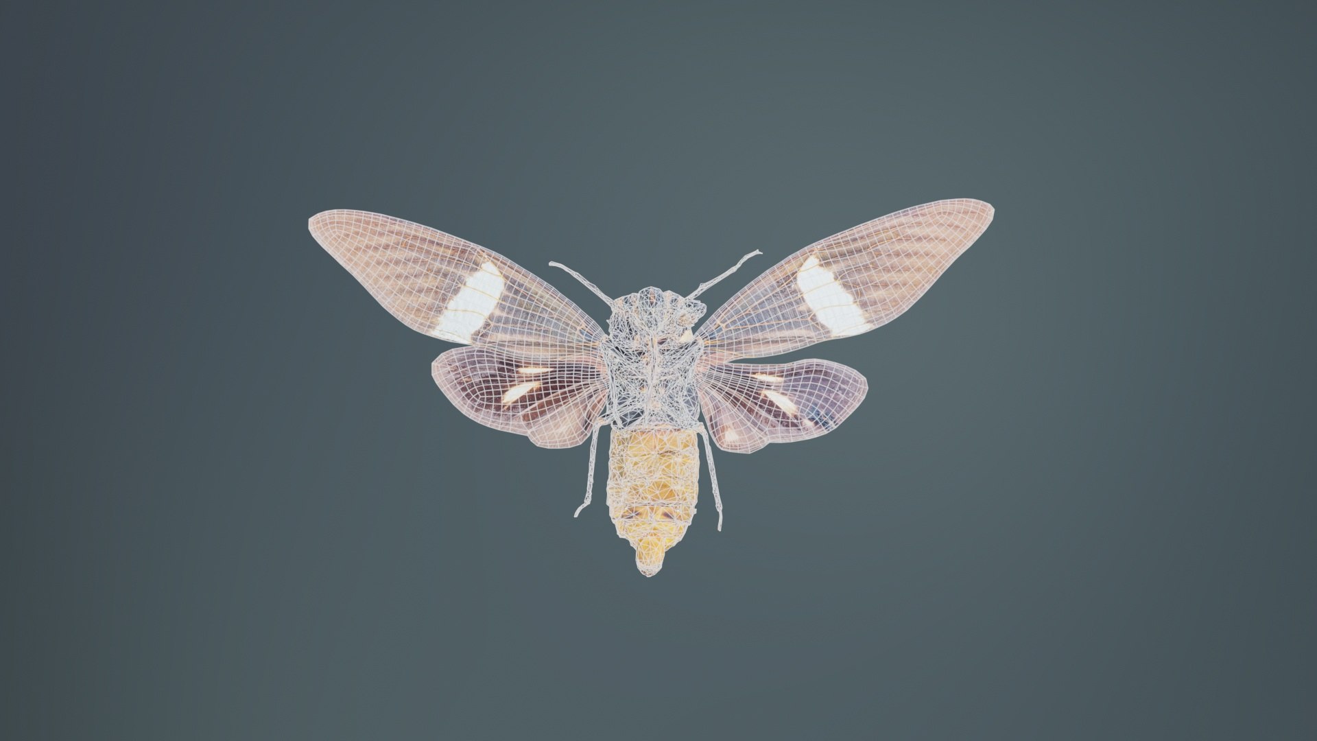 Tosena Fasciata Sumatra Remastered model https://p.turbosquid.com/ts-thumb/YW/ImM16c/Po/tosena_fasciata_sumatra_10/jpg/1740083817/1920x1080/fit_q87/7382d81f9b9332484b80d5063548450880003164/tosena_fasciata_sumatra_10.jpg