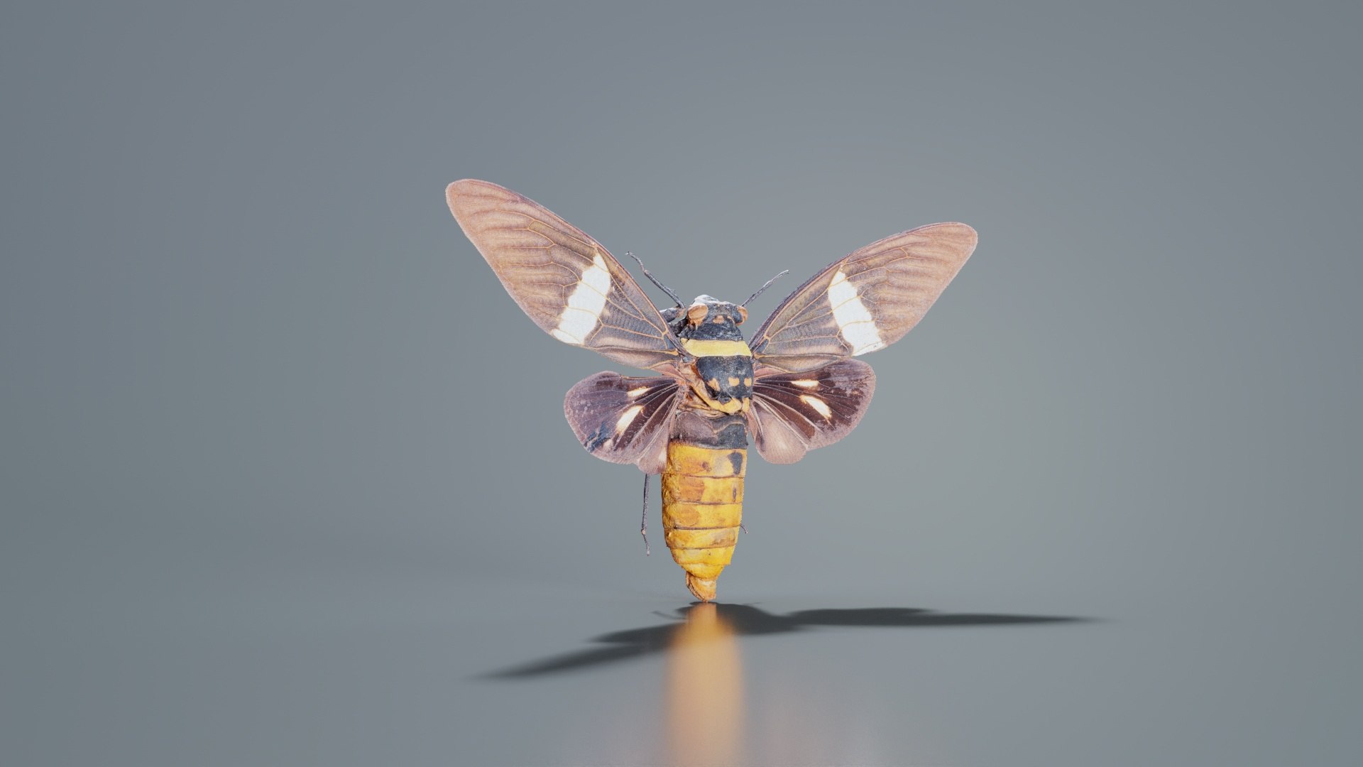 Tosena Fasciata Sumatra Remastered model https://p.turbosquid.com/ts-thumb/YW/ImM16c/cJ/tosena_fasciata_sumatra_06/jpg/1740083805/1920x1080/fit_q87/34c5119967e7bbd5498cc860bae0684e1b802fff/tosena_fasciata_sumatra_06.jpg
