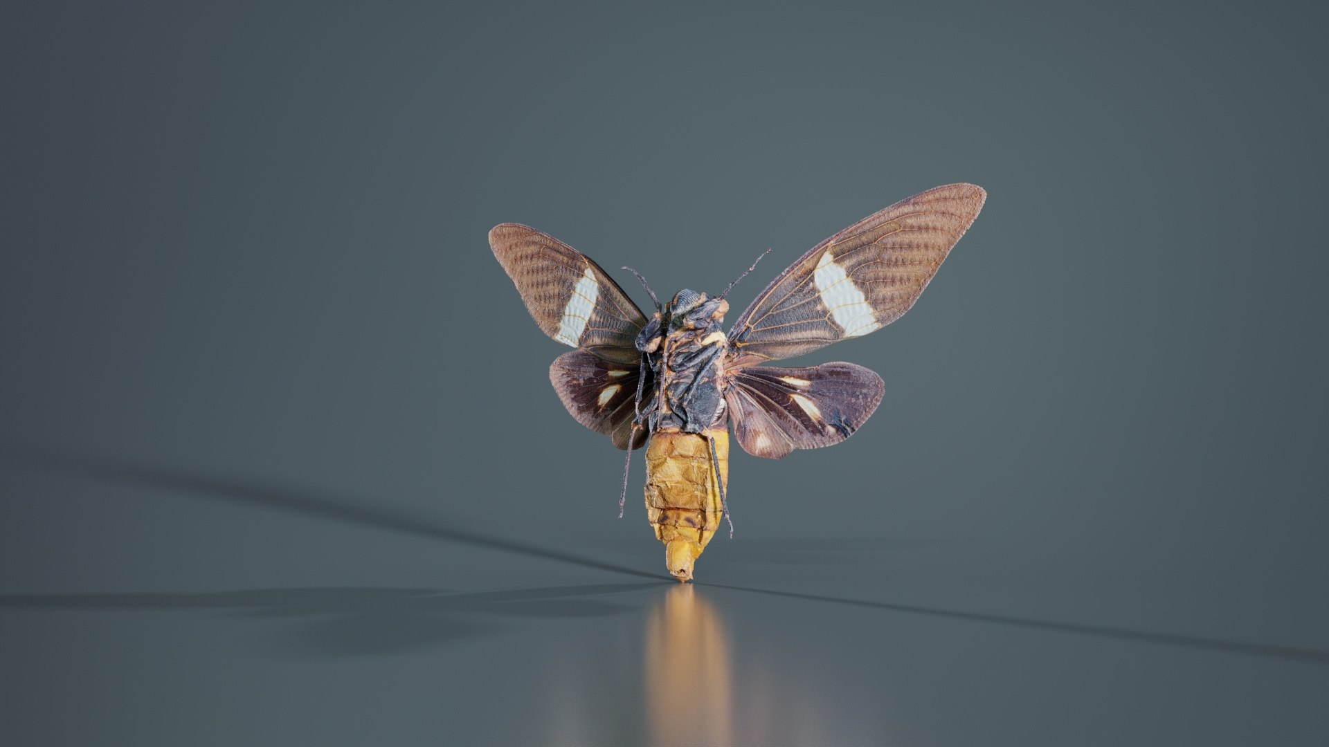 Tosena Fasciata Sumatra Remastered model https://p.turbosquid.com/ts-thumb/YW/ImM16c/d8/tosena_fasciata_sumatra_08/jpg/1740083811/1920x1080/fit_q87/0575831981630f14e7c392d5d7942fc364fb8b97/tosena_fasciata_sumatra_08.jpg