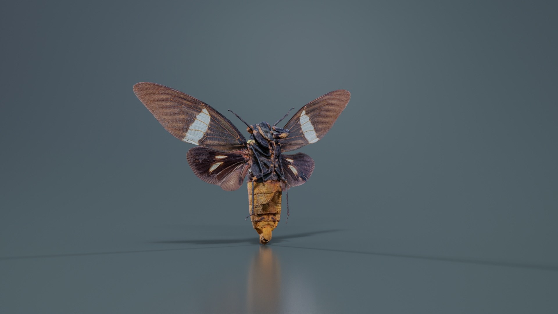 Tosena Fasciata Sumatra Remastered model https://p.turbosquid.com/ts-thumb/YW/ImM16c/hP/tosena_fasciata_sumatra_02/jpg/1740083793/1920x1080/fit_q87/70eb3af005b8df95f102cc30238a031532bdb0e4/tosena_fasciata_sumatra_02.jpg