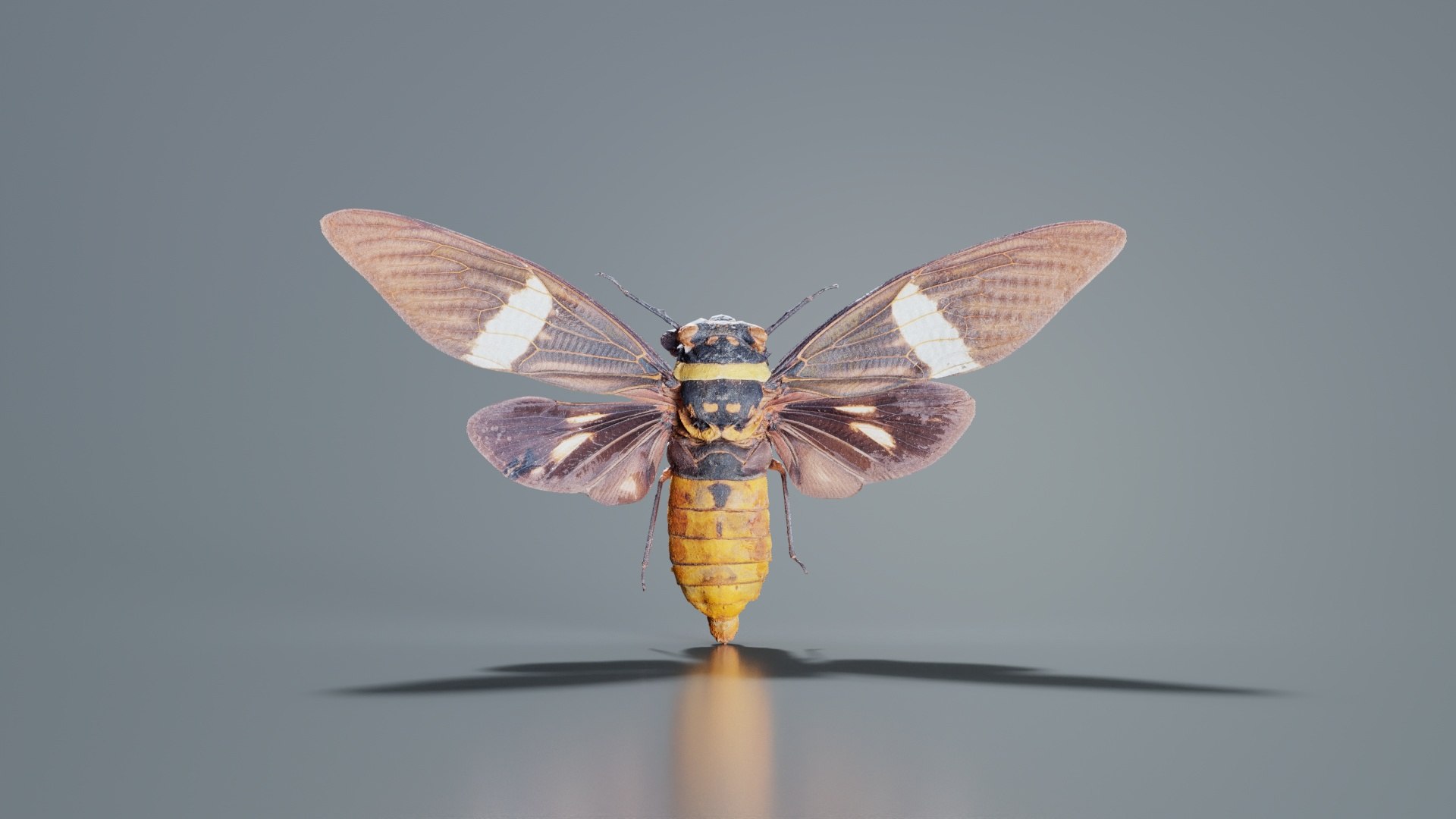 Tosena Fasciata Sumatra Remastered model https://p.turbosquid.com/ts-thumb/YW/ImM16c/iE/tosena_fasciata_sumatra_01/jpg/1740083790/1920x1080/fit_q87/1c372b6315b93e8d9df444c9de5f5e154e4bad81/tosena_fasciata_sumatra_01.jpg