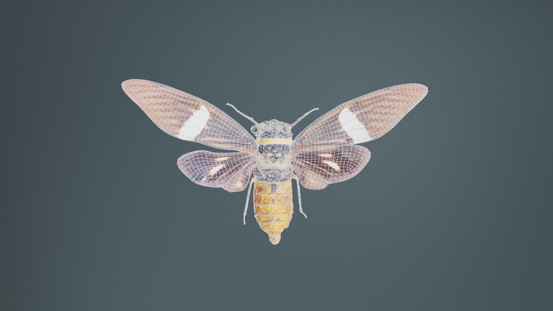 Tosena Fasciata Sumatra Remastered model https://p.turbosquid.com/ts-thumb/YW/ImM16c/jD/tosena_fasciata_sumatra_09/jpg/1740083814/1920x1080/fit_q87/2dbd0ab46b2ce26e9469981ec805e959b316b644/tosena_fasciata_sumatra_09.jpg