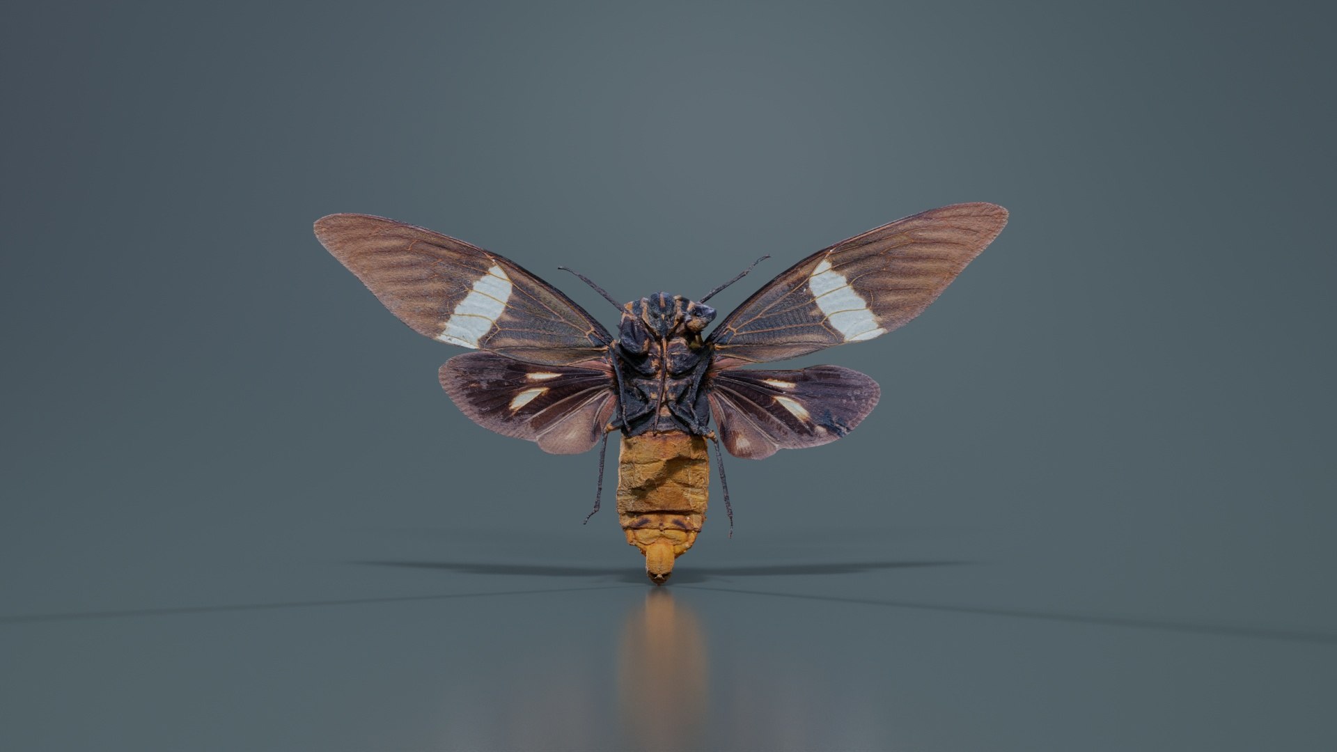 Tosena Fasciata Sumatra Remastered model https://p.turbosquid.com/ts-thumb/YW/ImM16c/sd/tosena_fasciata_sumatra_05/jpg/1740083802/1920x1080/fit_q87/fe9a00b1889513b8ec95017c30877a8fe4b260ea/tosena_fasciata_sumatra_05.jpg