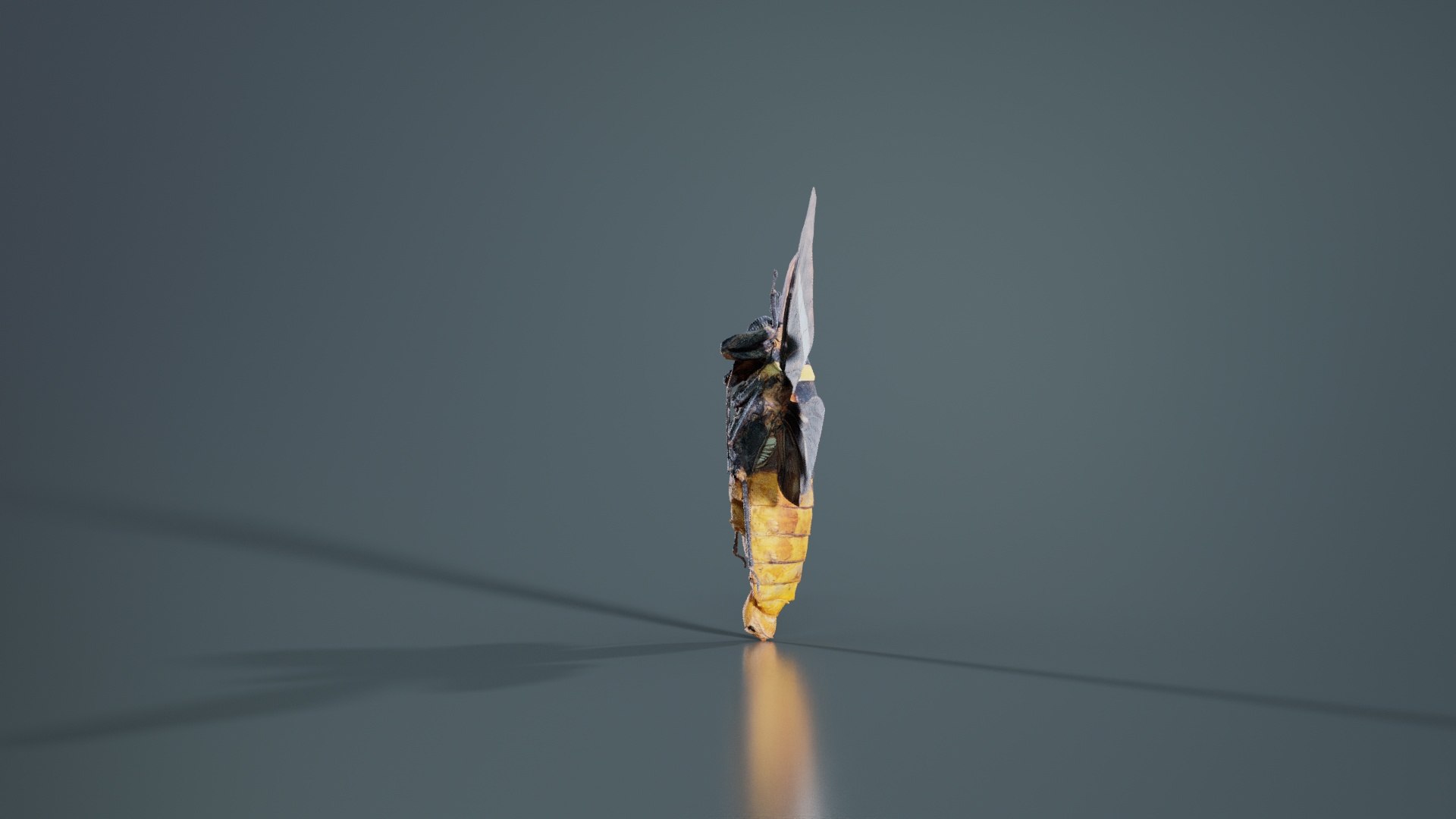 Tosena Fasciata Sumatra Remastered model https://p.turbosquid.com/ts-thumb/YW/ImM16c/wX/tosena_fasciata_sumatra_03/jpg/1740083796/1920x1080/fit_q87/06c806df2561eb8c18b3853355f183a614053e85/tosena_fasciata_sumatra_03.jpg