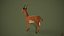 3D Deer model