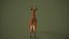 3D Deer model