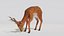3D Deer model