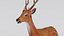 3D Deer model