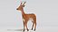 3D Deer model