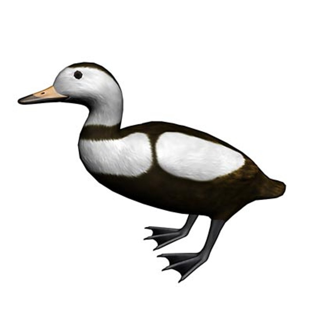 3ds Max Labrador Duck