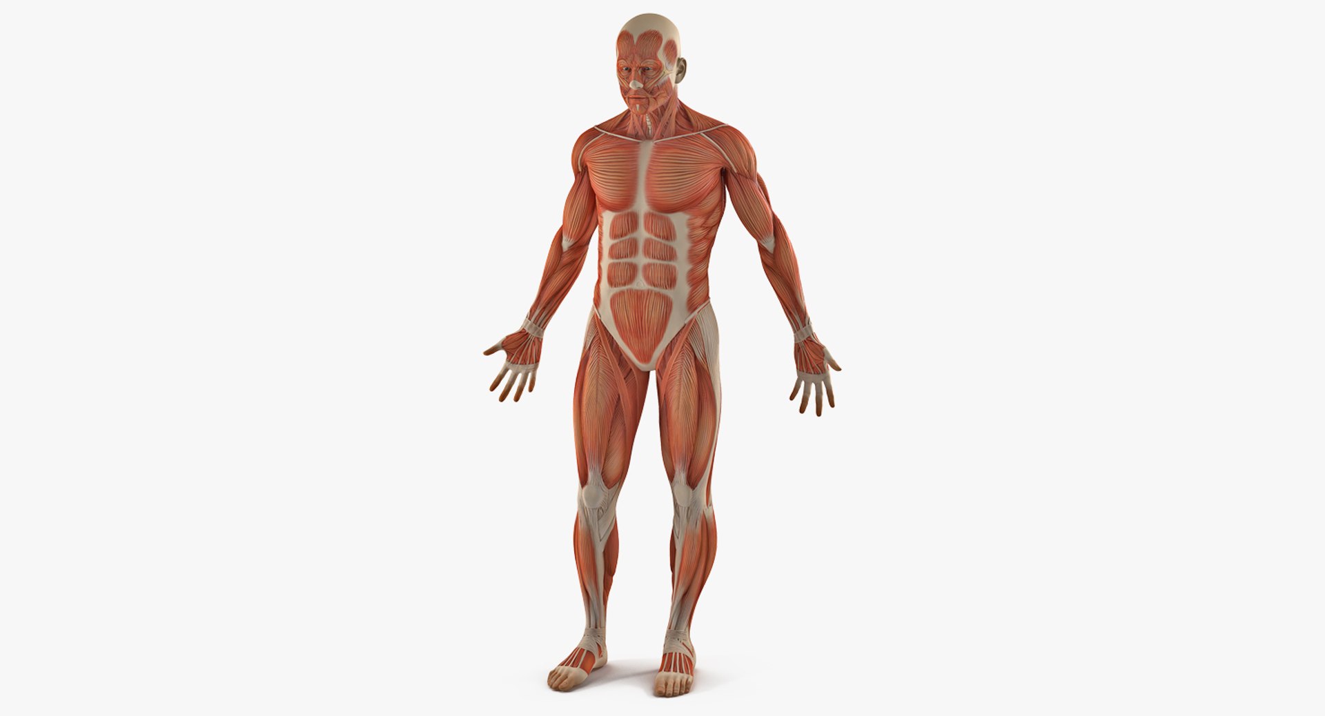 Male Anatomy Muscular System 3D model preview