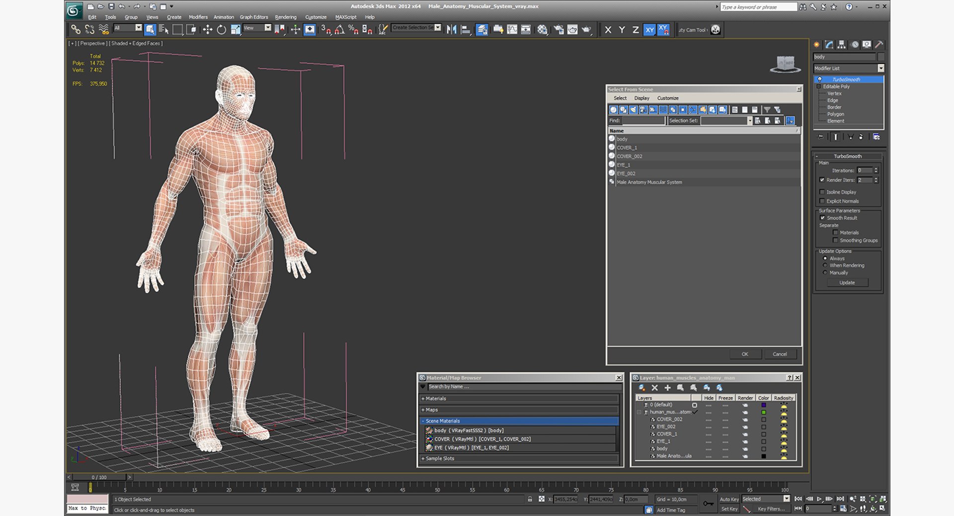 Male Anatomy Muscular 3D Model - TurboSquid 1231601