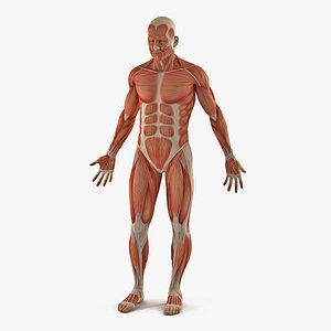 male anatomy muscular 3D model