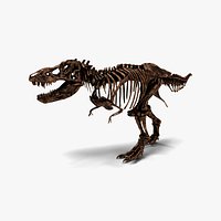 Tyrannosaurus Rex Fossil Skeleton