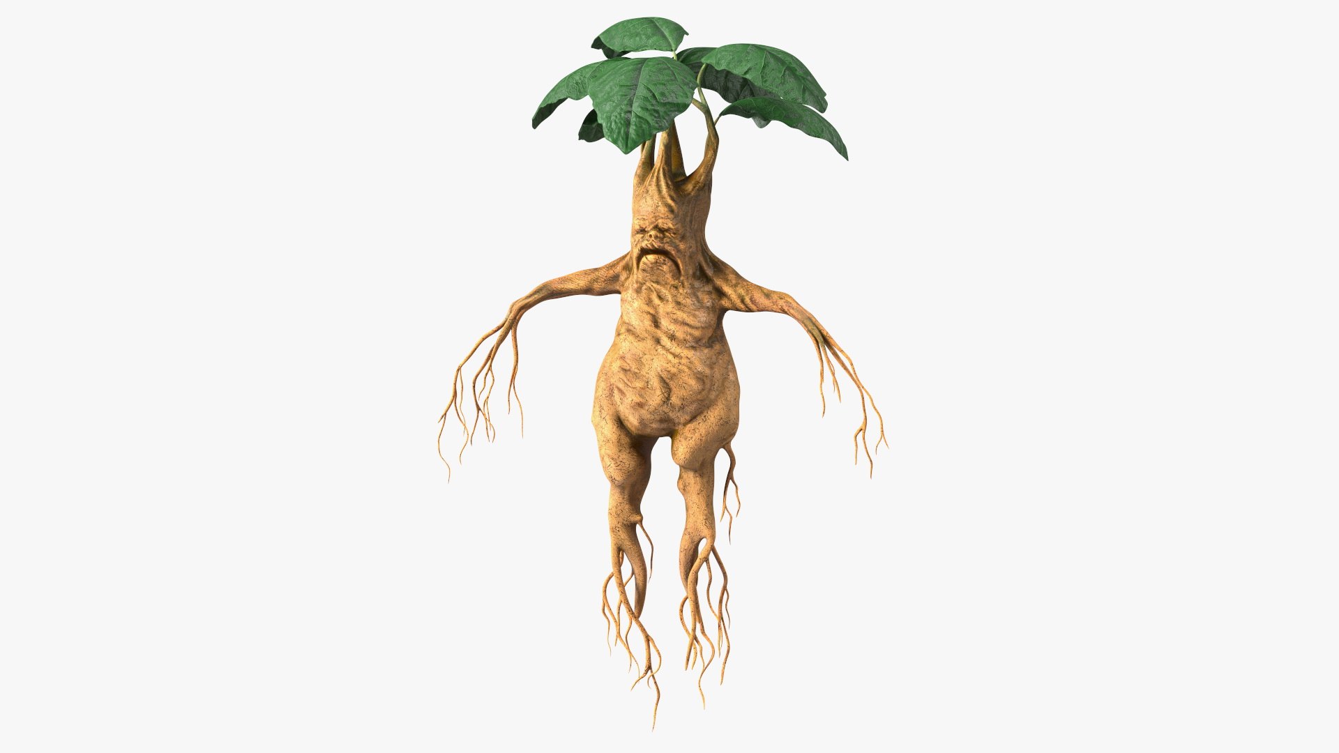 Mandragora 3D model preview