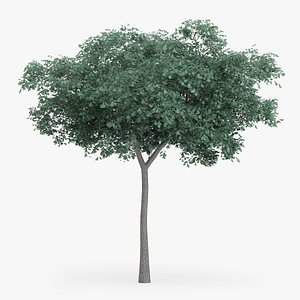 max northern red oak 8