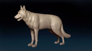 German Shepherd Base Mesh 3D model