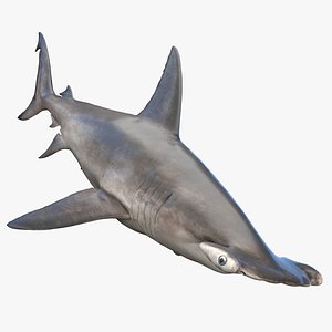 Hammerhead Shark 3D