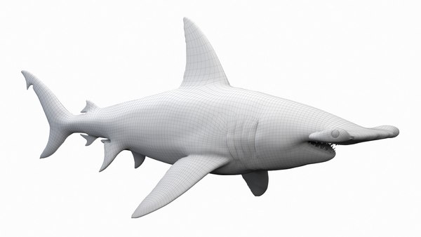 Hammerhead Shark 3D - TurboSquid 1955779