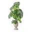 籐植木鉢のモンステラ
