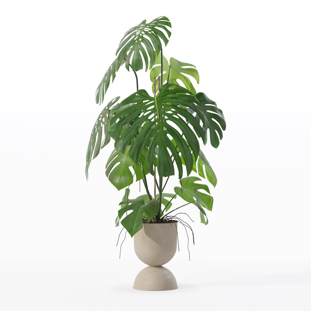 3D Monstera in rattan flower pot model https://p.turbosquid.com/ts-thumb/YW/oBOS4q/3s/100004/jpg/1707238017/1920x1080/fit_q87/05f3efcb09393beacfaa342e9568240d2d0c8432/100004.jpg