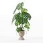 籐植木鉢のモンステラ