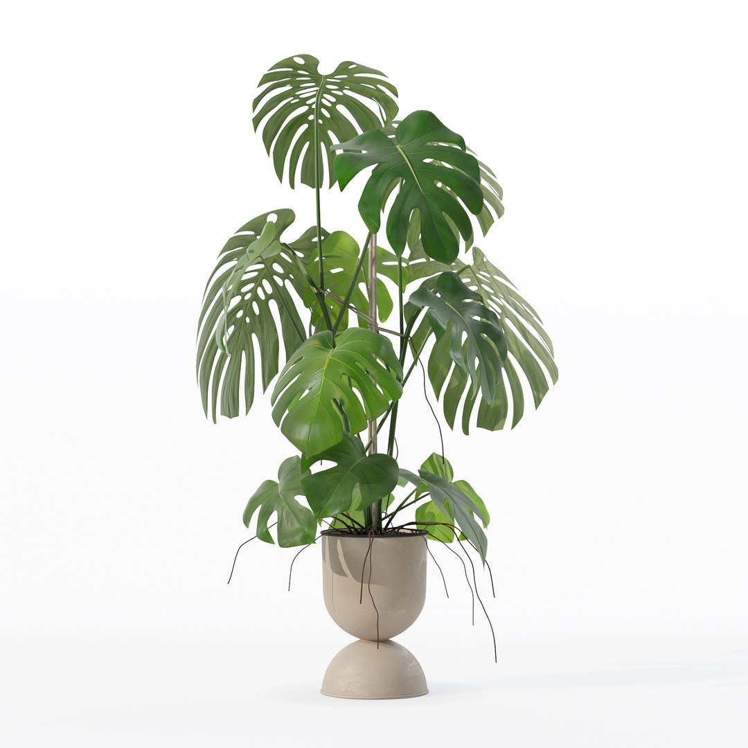3D Monstera in rattan flower pot model https://p.turbosquid.com/ts-thumb/YW/oBOS4q/53/100011/jpg/1707238020/1920x1080/fit_q87/52f4c4ab50fd316acd4427f2e70a76bed923188f/100011.jpg