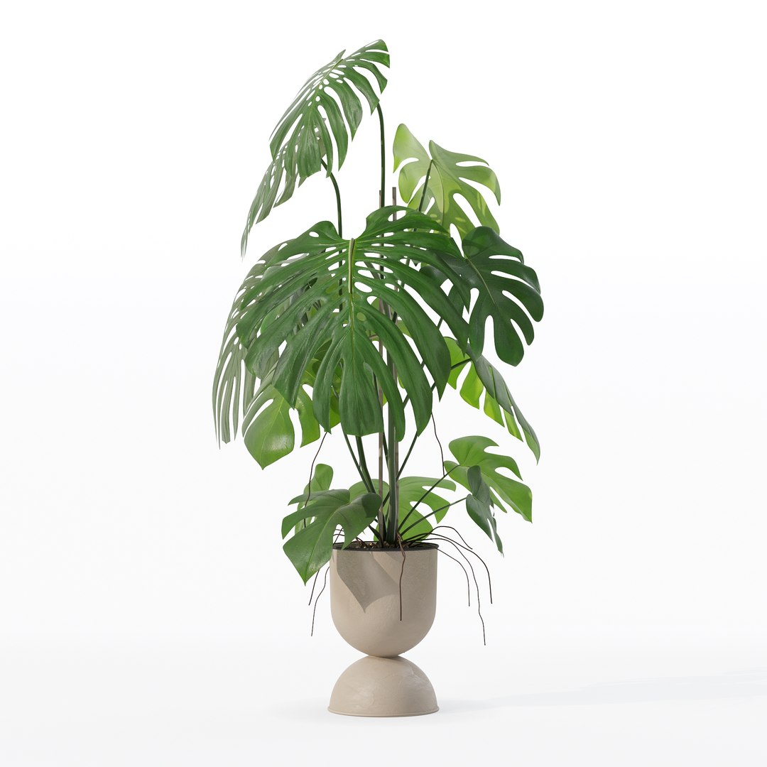 3D Monstera in rattan flower pot model https://p.turbosquid.com/ts-thumb/YW/oBOS4q/58/100005/jpg/1707238017/1920x1080/fit_q87/61a3f5ea1c264ba8f3e2a65bec56518dd5762c2b/100005.jpg