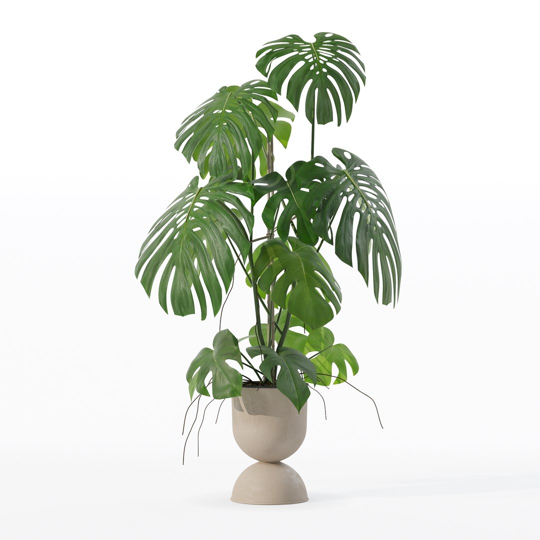 3D Monstera in rattan flower pot model https://p.turbosquid.com/ts-thumb/YW/oBOS4q/5c/100020/jpg/1707238028/1920x1080/fit_q87/65c339652dbb1c72334d9ab1ba83698079d57424/100020.jpg