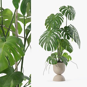 3D Monstera in rattan flower pot model