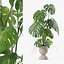 籐植木鉢のモンステラ