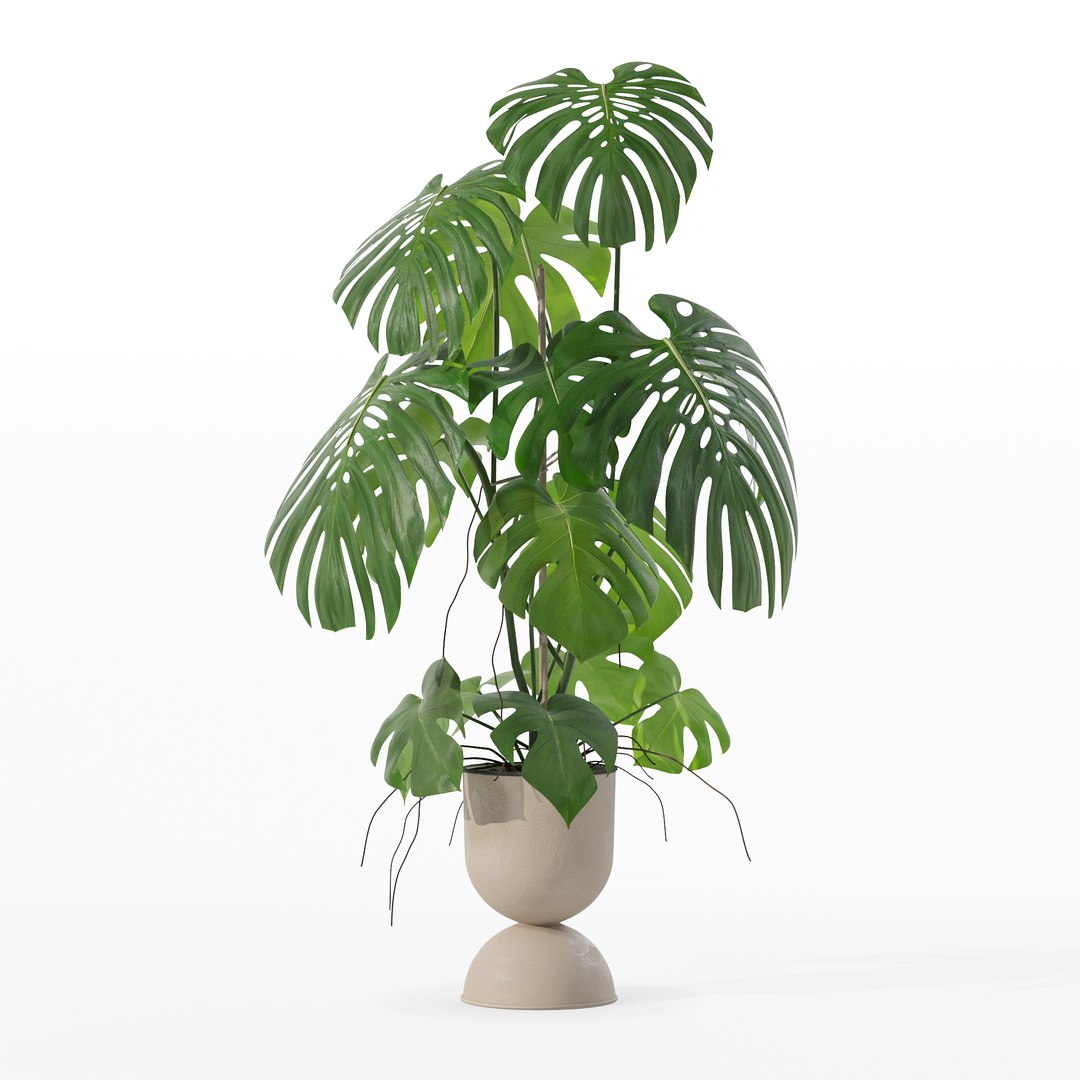 3D Monstera in rattan flower pot model https://p.turbosquid.com/ts-thumb/YW/oBOS4q/CQ/100021/jpg/1707238027/1920x1080/fit_q87/d8ac05a58dfb8e608842185553d9d1a6e6e35912/100021.jpg
