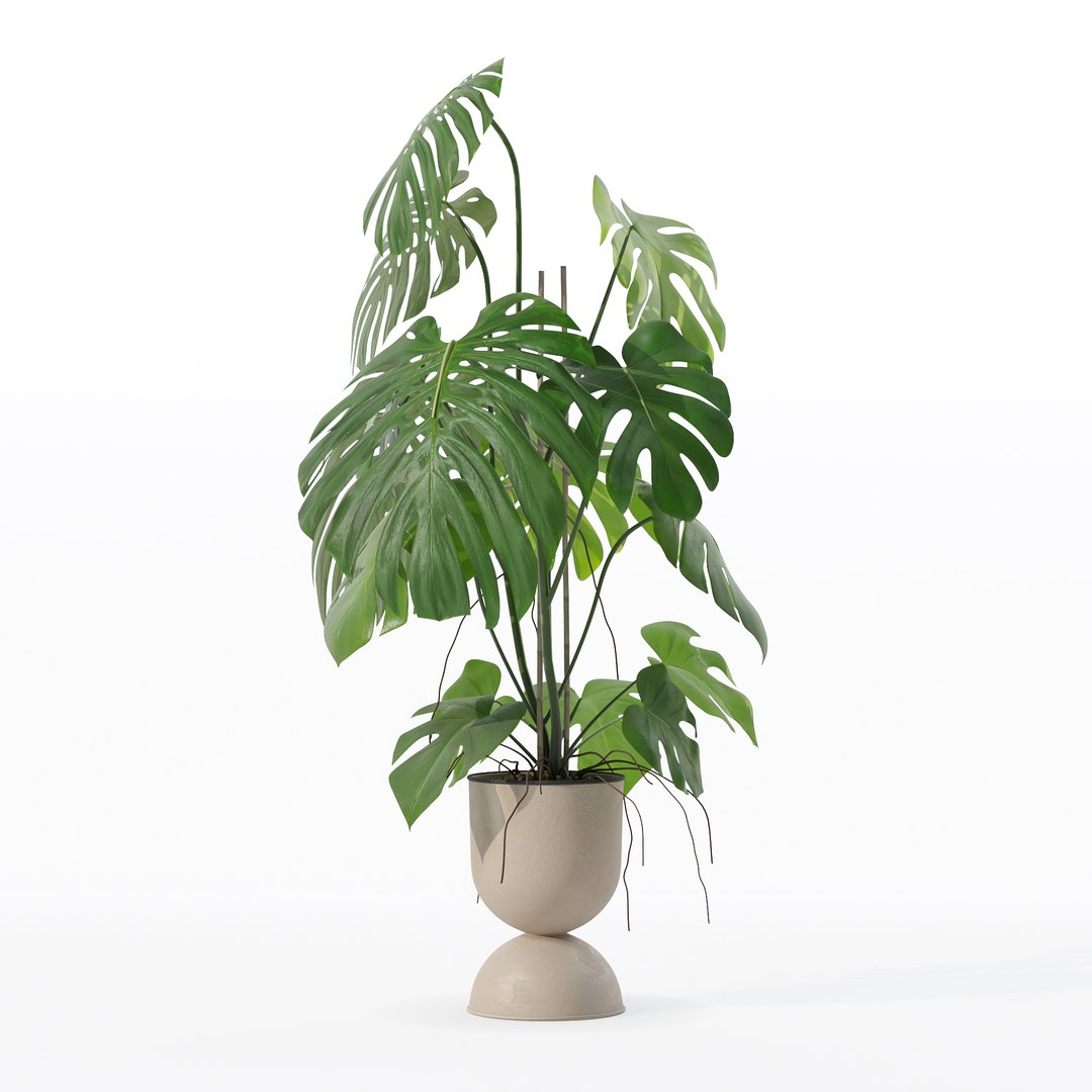 3D Monstera in rattan flower pot model https://p.turbosquid.com/ts-thumb/YW/oBOS4q/Cz/100006/jpg/1707238017/1920x1080/fit_q87/7f8996409a1e66c1cd98df47b660063ac66262e9/100006.jpg