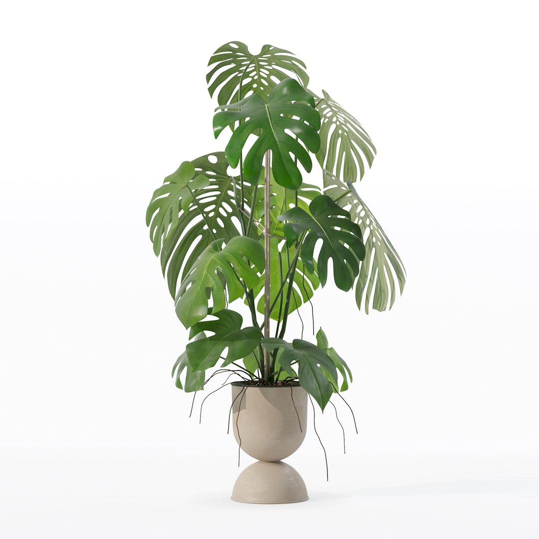 3D Monstera in rattan flower pot model https://p.turbosquid.com/ts-thumb/YW/oBOS4q/Fs/100012/jpg/1707238022/1920x1080/fit_q87/5617227c770e0b2ff296a6fa25bb5009d5872209/100012.jpg