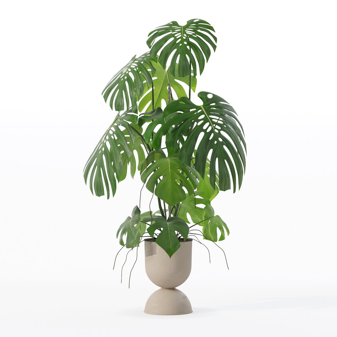 3D Monstera in rattan flower pot model https://p.turbosquid.com/ts-thumb/YW/oBOS4q/Kf/100022/jpg/1707238027/1920x1080/fit_q87/4d303c141a9c81522c9932826ad19f266018c908/100022.jpg