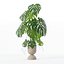 籐植木鉢のモンステラ