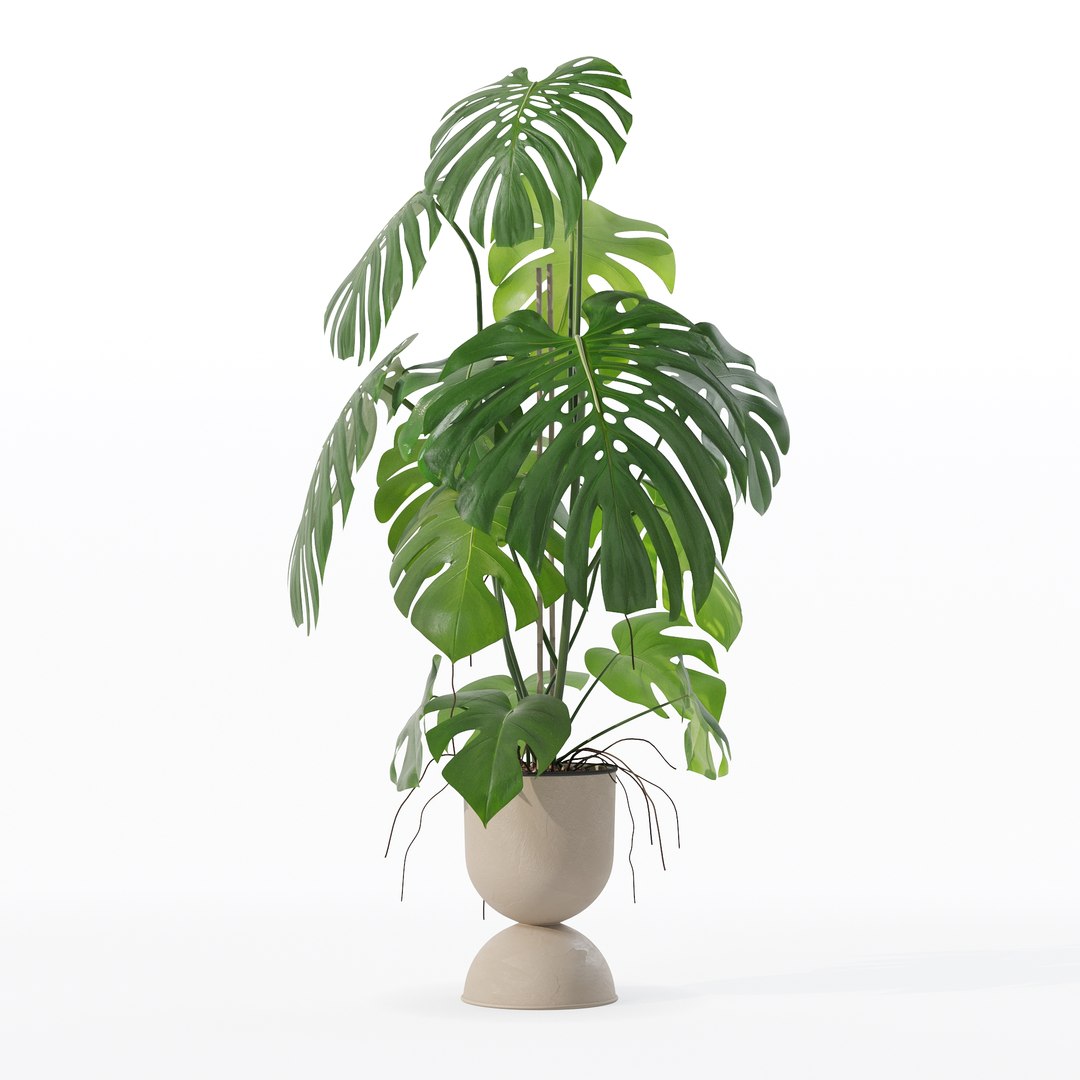 3D Monstera in rattan flower pot model https://p.turbosquid.com/ts-thumb/YW/oBOS4q/Lt/100003/jpg/1707238015/1920x1080/fit_q87/c3dbd2e78ded484362484f7b30ad90e9ef9eb2d6/100003.jpg