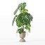籐植木鉢のモンステラ