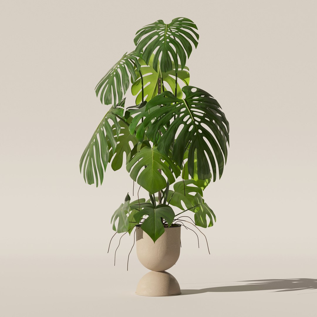 3D Monstera in rattan flower pot model https://p.turbosquid.com/ts-thumb/YW/oBOS4q/OZ/1/jpg/1707238006/1920x1080/fit_q87/121f1d27f94af6edac5d7ba4c5ca75b3c04f610c/1.jpg