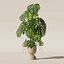 籐植木鉢のモンステラ