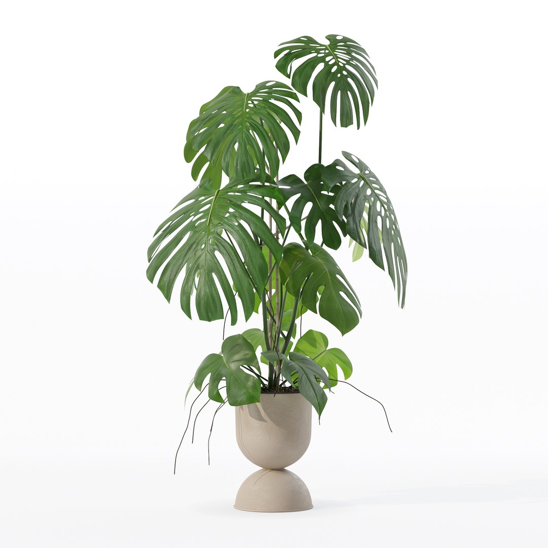 3D Monstera in rattan flower pot model https://p.turbosquid.com/ts-thumb/YW/oBOS4q/QT/100019/jpg/1707238026/1920x1080/fit_q87/fcfaca85dfb14222da226deb1cfcd23f35a92a83/100019.jpg
