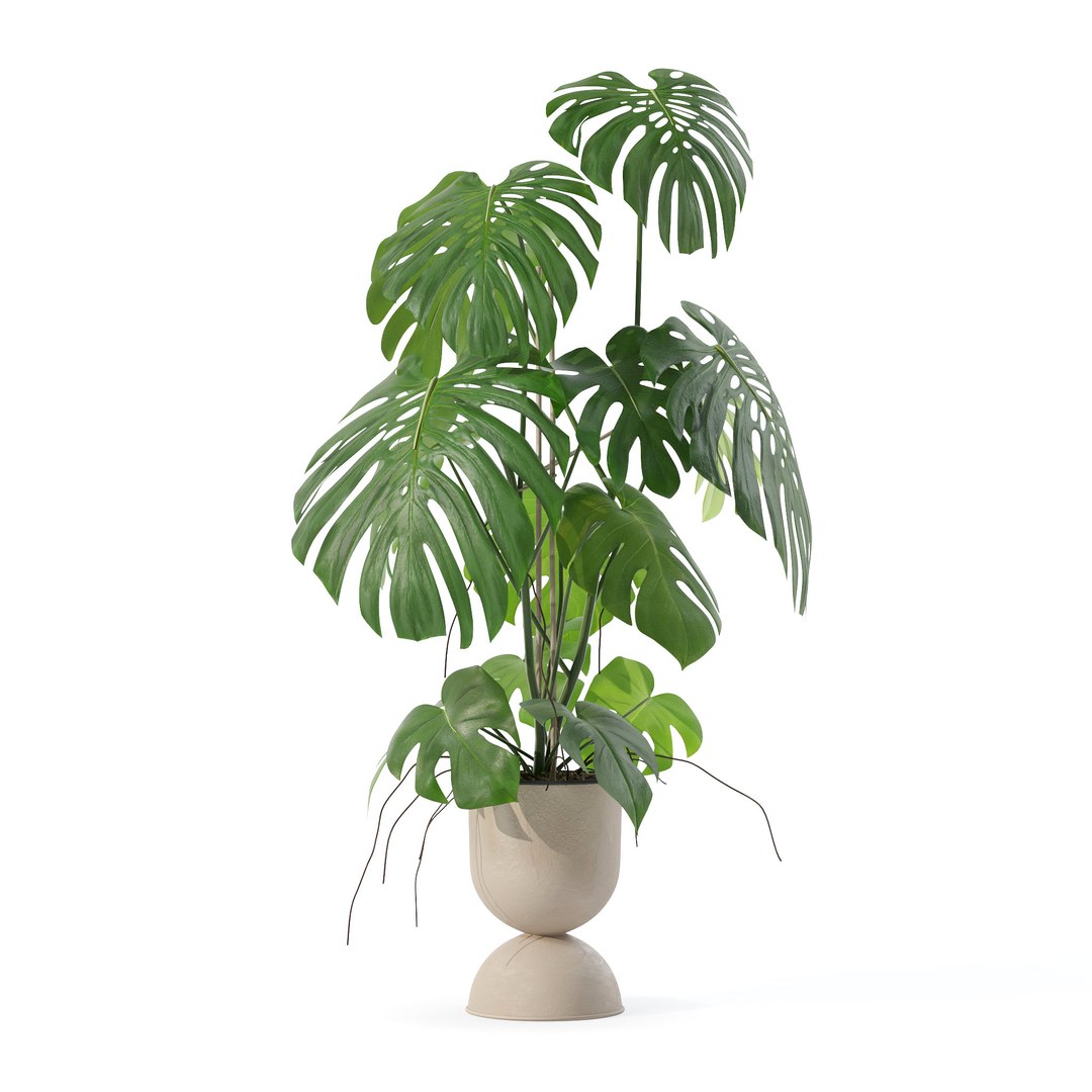 3D Monstera in rattan flower pot model https://p.turbosquid.com/ts-thumb/YW/oBOS4q/SY/4/jpg/1707238006/1920x1080/fit_q87/51d31dd8448975d9478a299f6235aea9a17dc3da/4.jpg