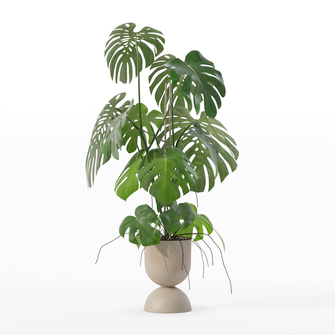 3D Monstera in rattan flower pot model https://p.turbosquid.com/ts-thumb/YW/oBOS4q/Wa/100010/jpg/1707238019/1920x1080/fit_q87/9d27035666bf5e6db5bb76cfde2a7e0c6ed60906/100010.jpg