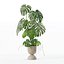 籐植木鉢のモンステラ
