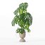 籐植木鉢のモンステラ