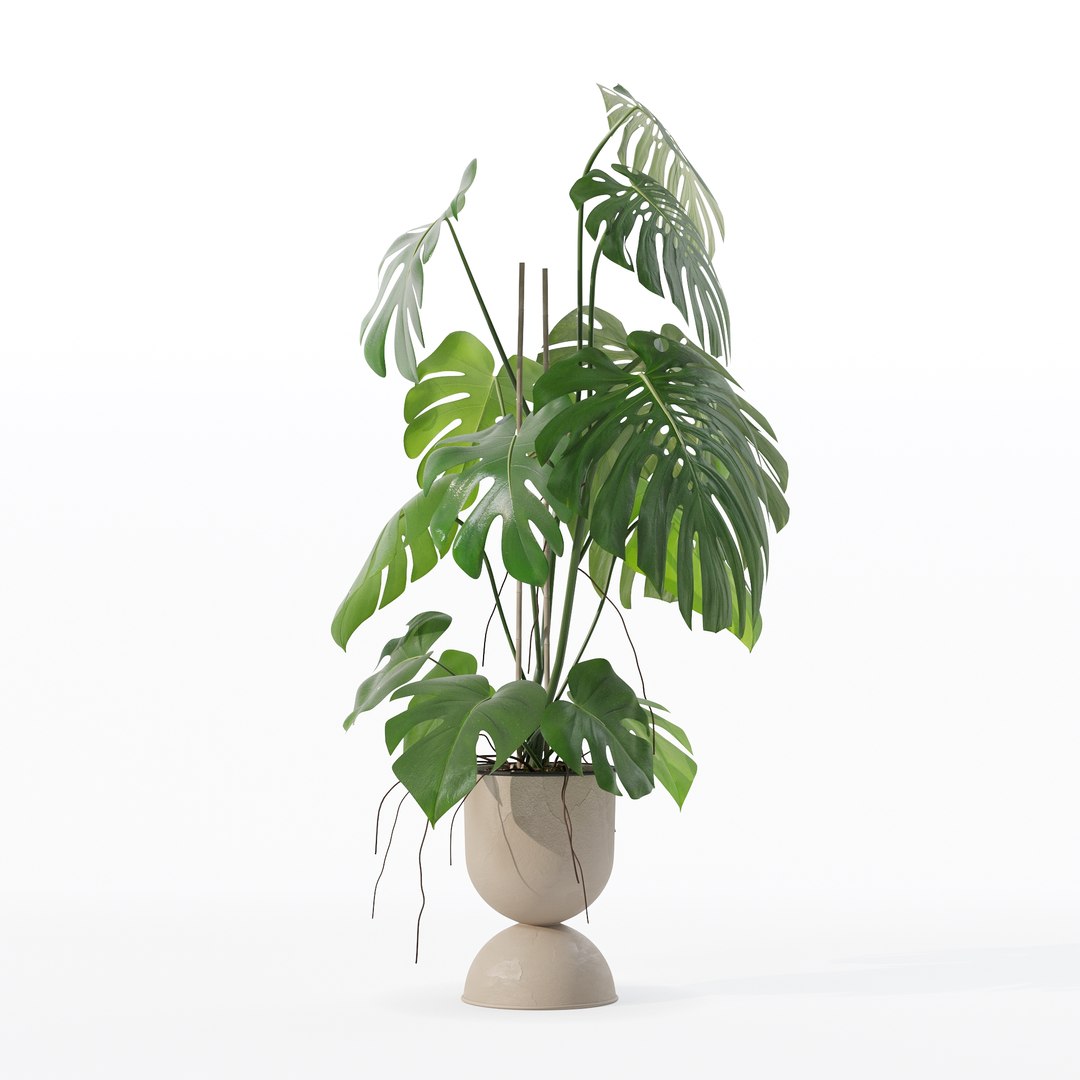 3D Monstera in rattan flower pot model https://p.turbosquid.com/ts-thumb/YW/oBOS4q/fQ/100015/jpg/1707238023/1920x1080/fit_q87/02aa27cd6c66000a3ea1db01befb175d4273be03/100015.jpg