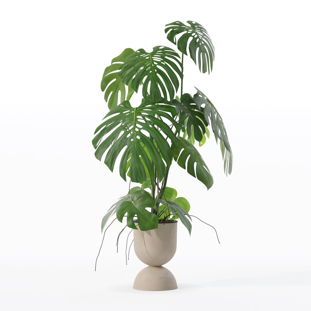 3D Monstera in rattan flower pot model https://p.turbosquid.com/ts-thumb/YW/oBOS4q/hF/100018/jpg/1707238025/1920x1080/fit_q87/72eac3b362eb292b36f32604c458673641d753b4/100018.jpg